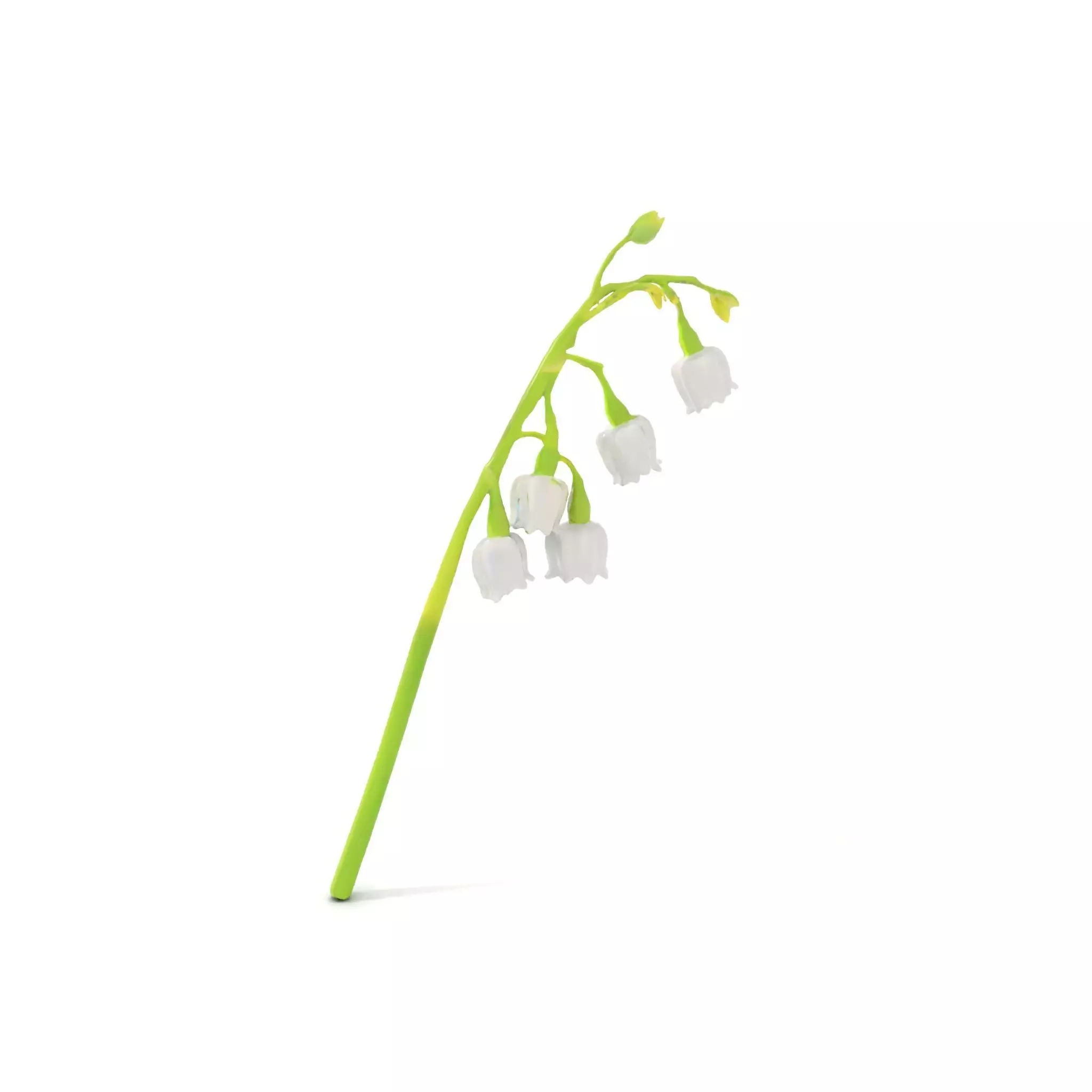White Lily Flower model pack Low-poly 3D model_7