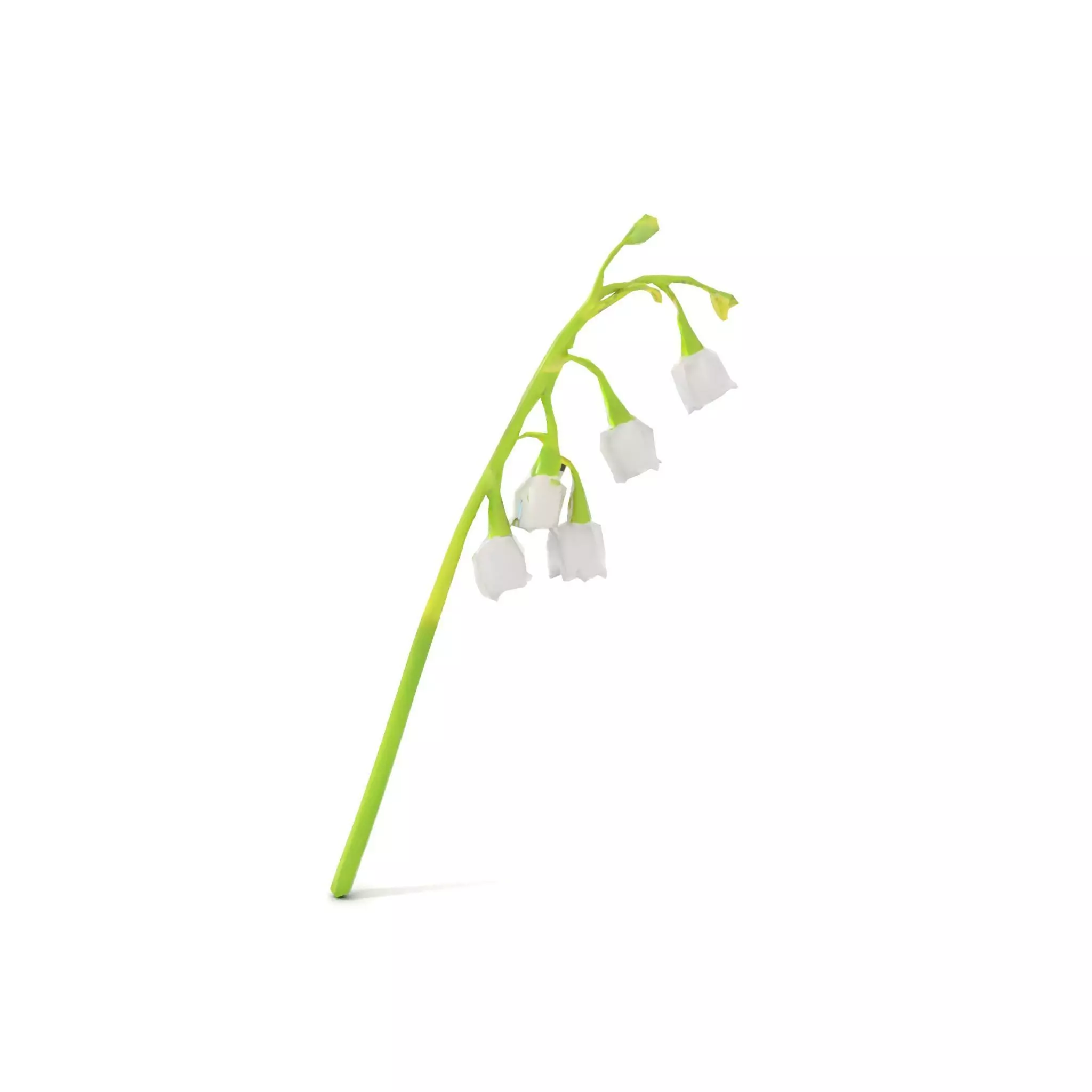 White Lily Flower model pack Low-poly 3D model_15