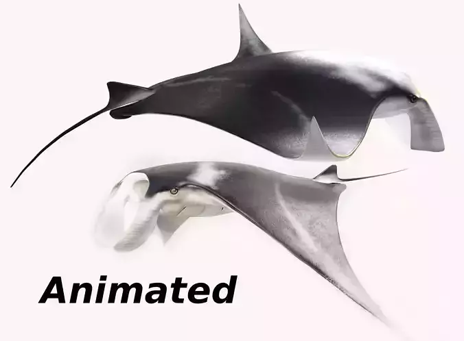 Manta Ray Rigged and Animated  3D model