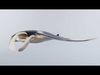 Manta Ray Rigged and Animated  3D model_1