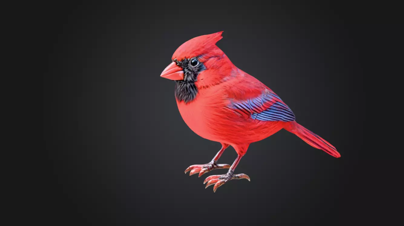 A red cardinal bird 3D model 3D print model