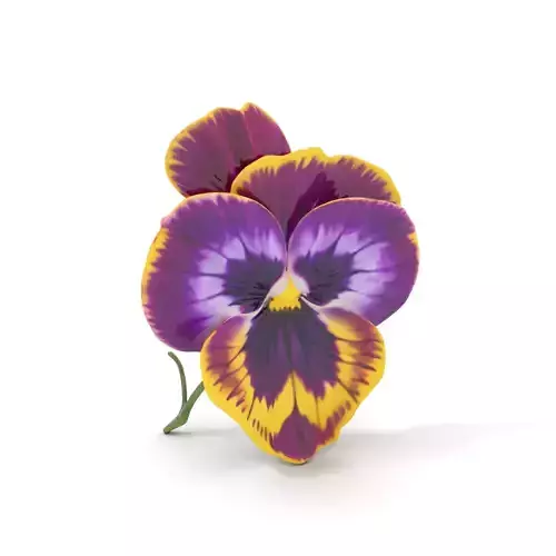 Vibrant Pansy Blossom model pack Low-poly 3D model