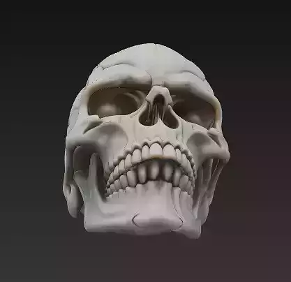 Realistic Human Skull 3D Model - Detailed Anatomy 3D print model