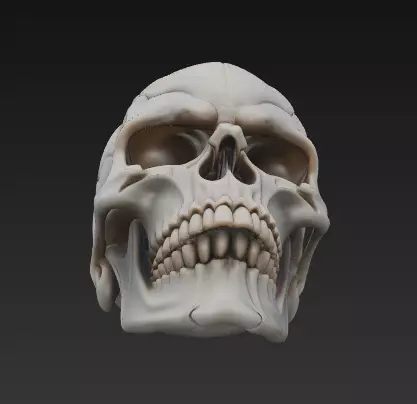 Realistic Human Skull 3D Model - Detailed Anatomy 3D print model