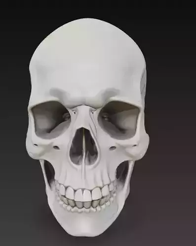 Anatomical Human Skull 3D Model - High Detail Print 3D print model