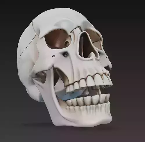 Realistic Human Skull 3D Model - Anatomy Reference 3D print model