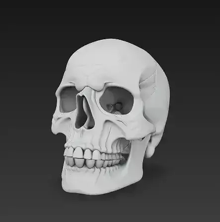 Realistic Human Skull 3D Model -Anatomical Sculpture 3D print model