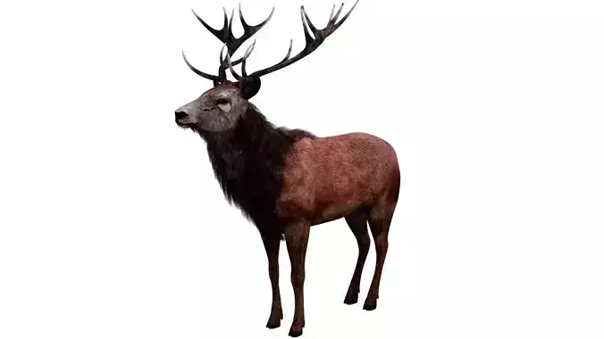 Stag Rigged 3D model