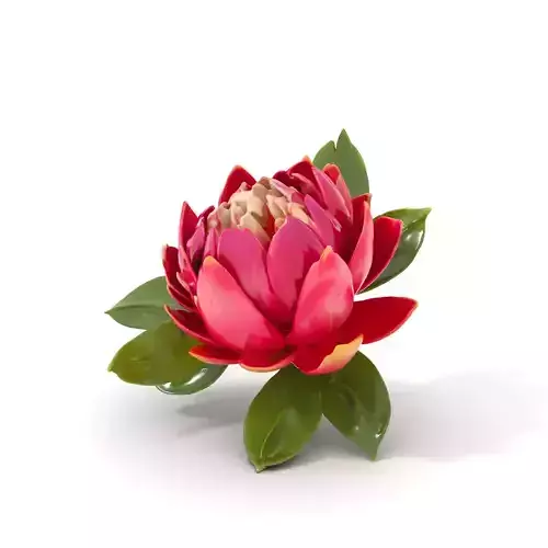 Vibrant Lotus Blossom model pack Low-poly 3D model