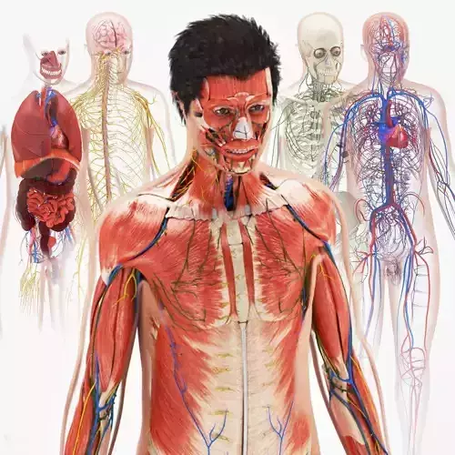 Complete human anatomy-Male Low-poly 3D model