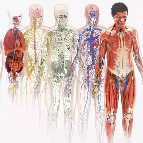 Complete human anatomy-Male Low-poly 3D model