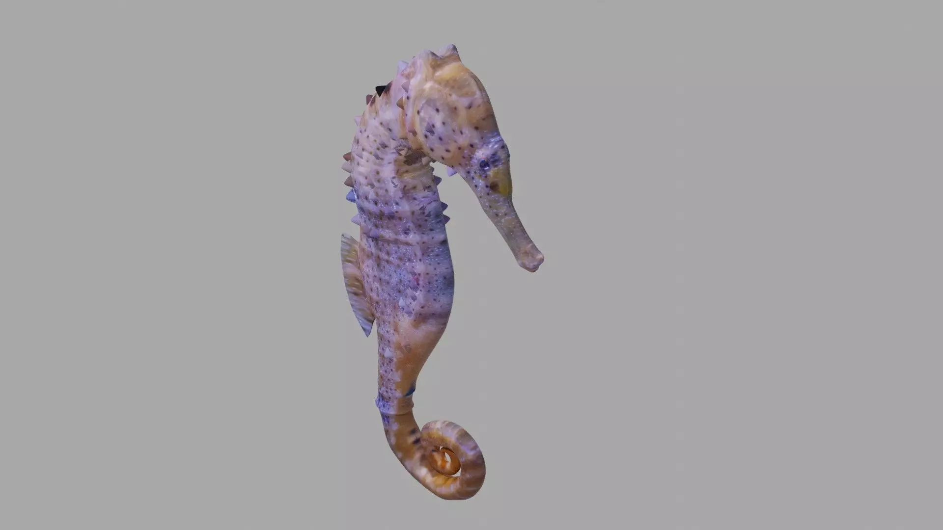 Seahorse OBJ plus Blender 3D model