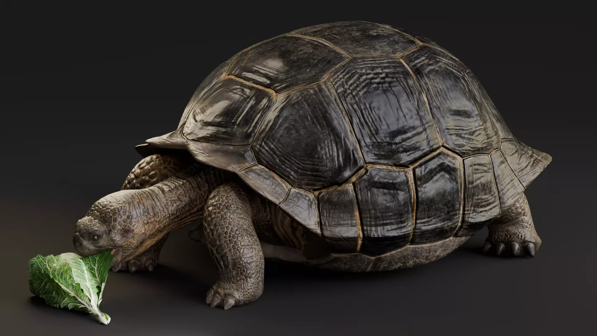 Realistic Galapagos Tortoise Low-poly 3D model_3