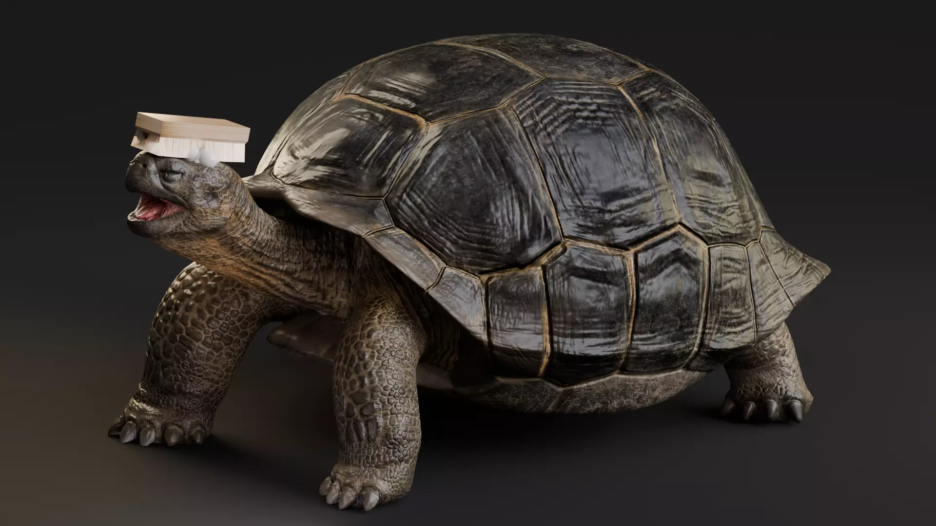 Realistic Galapagos Tortoise Low-poly 3D model_2