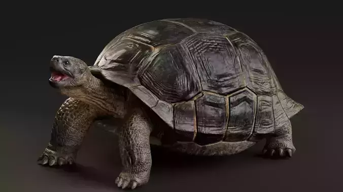 Realistic Galapagos Tortoise