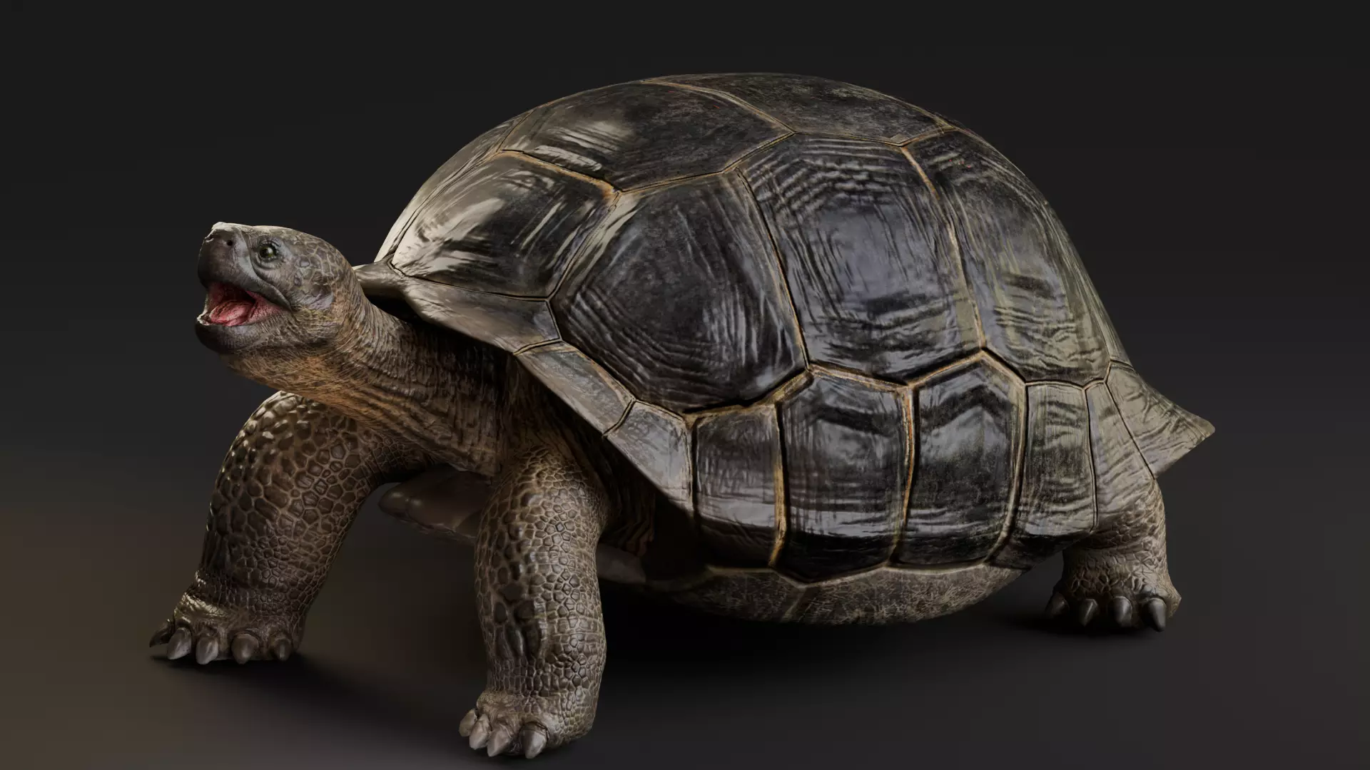 Realistic Galapagos Tortoise Low-poly 3D model_0