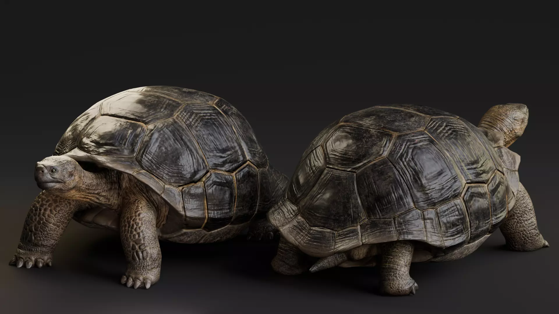 Realistic Galapagos Tortoise Low-poly 3D model_6