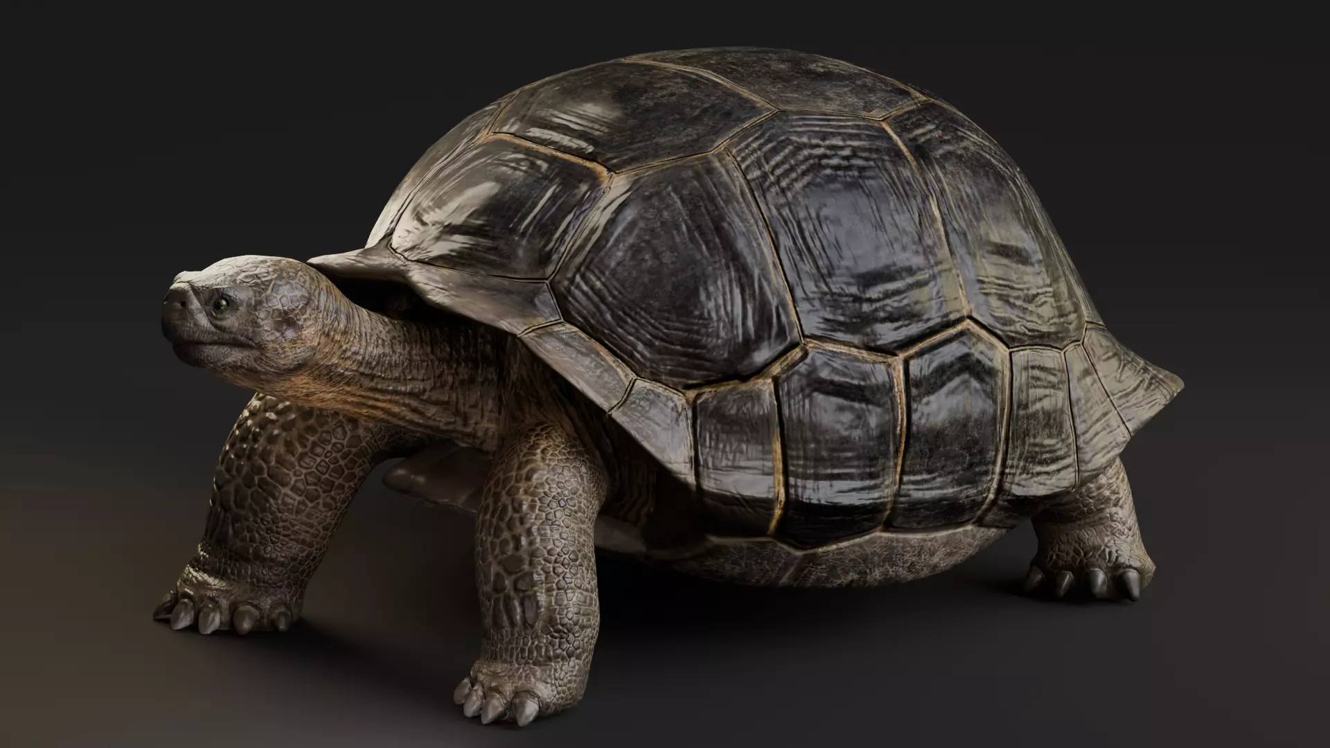 Realistic Galapagos Tortoise Low-poly 3D model_5