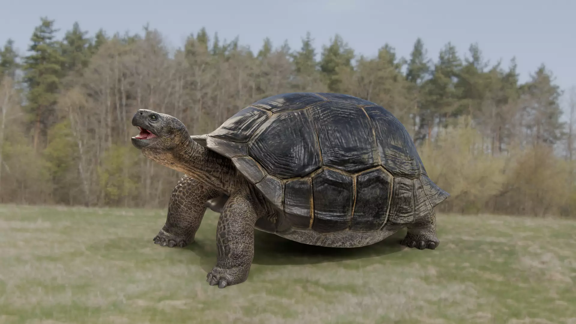 Realistic Galapagos Tortoise Low-poly 3D model_7