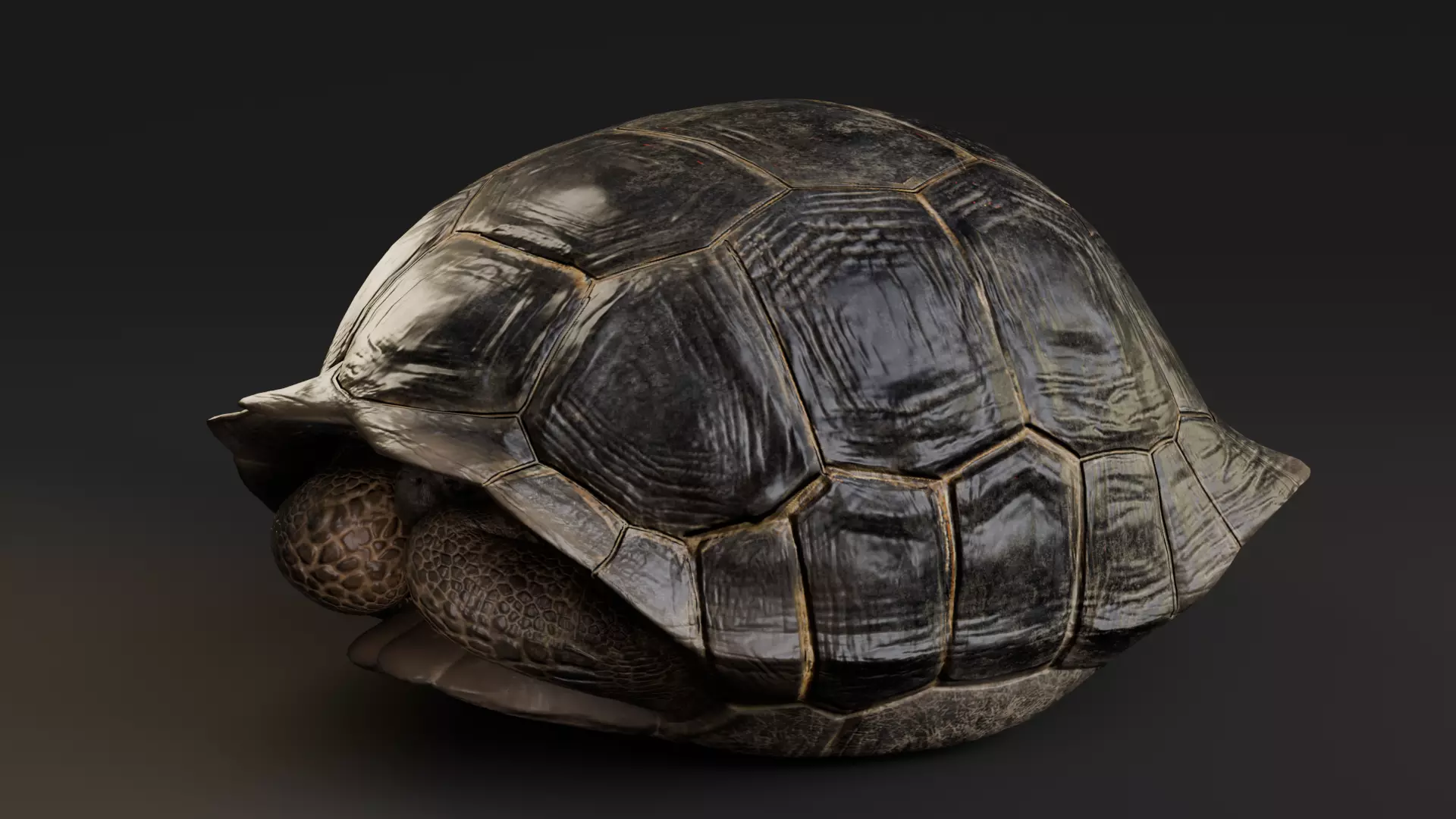 Realistic Galapagos Tortoise Low-poly 3D model_8