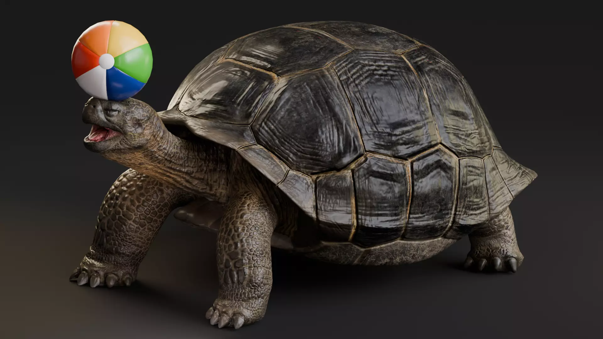 Realistic Galapagos Tortoise Low-poly 3D model_4