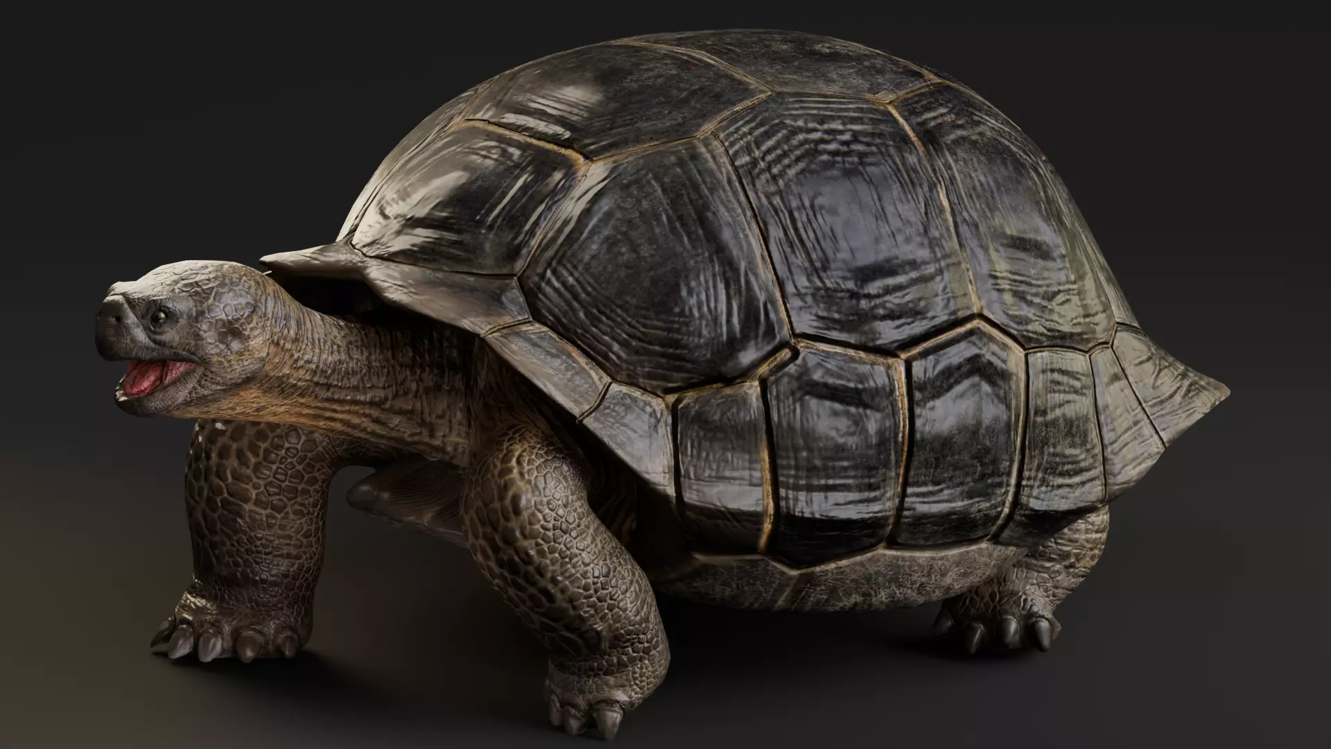 Realistic Galapagos Tortoise Low-poly 3D model_1