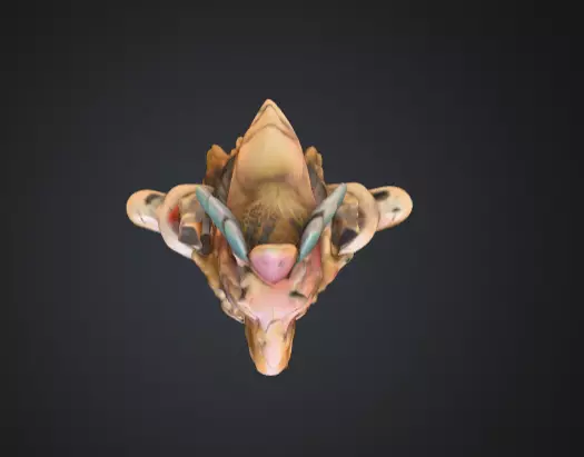 Vertical Native American medicine totem with Animal Low-poly 3D model_5