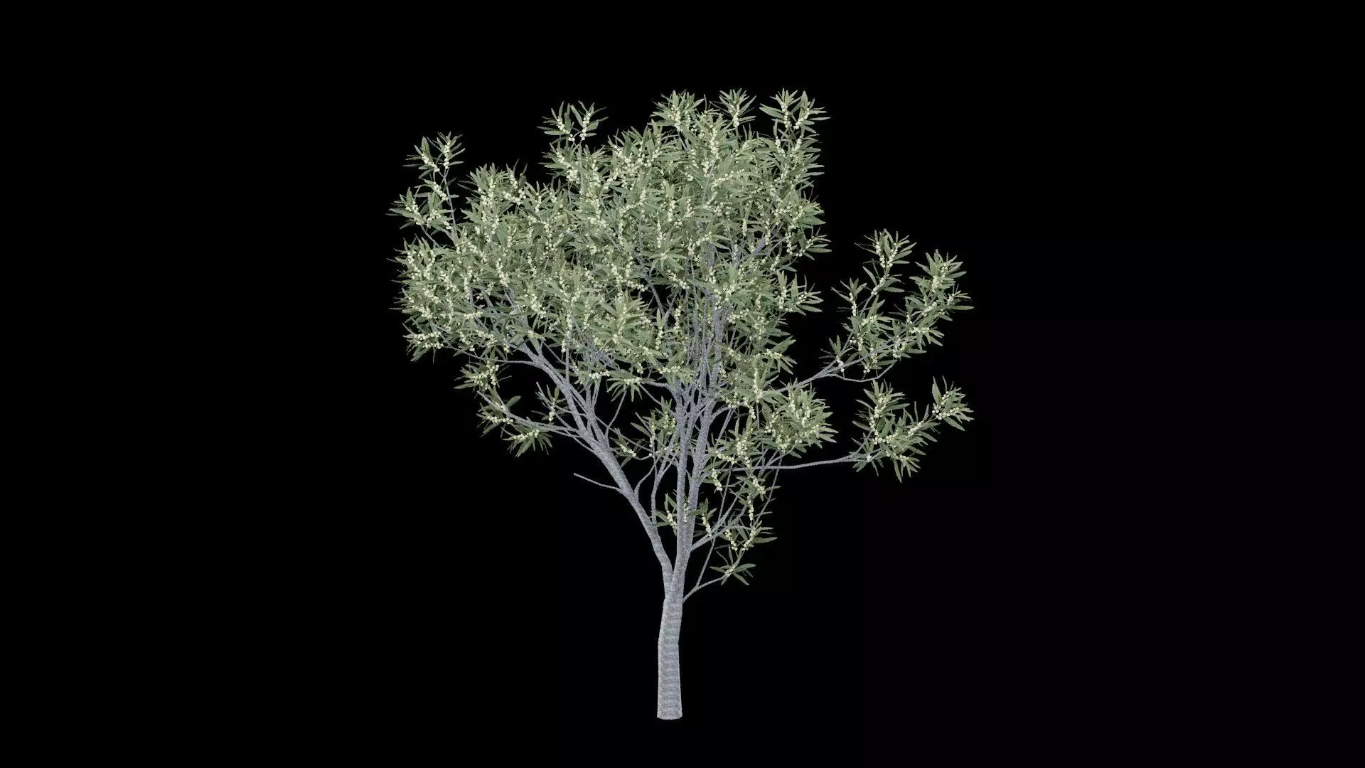 Realistic Tree Low-poly 3D model_1