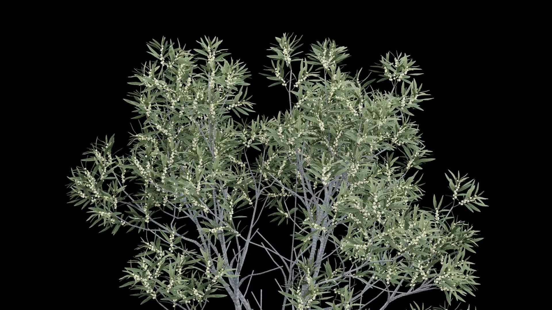 Realistic Tree Low-poly 3D model_2