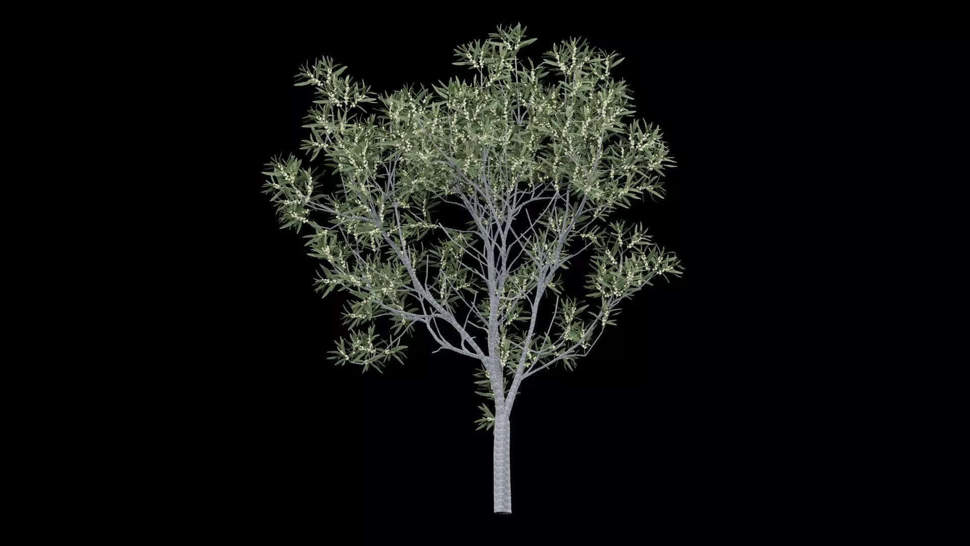 Realistic Tree Low-poly 3D model_7