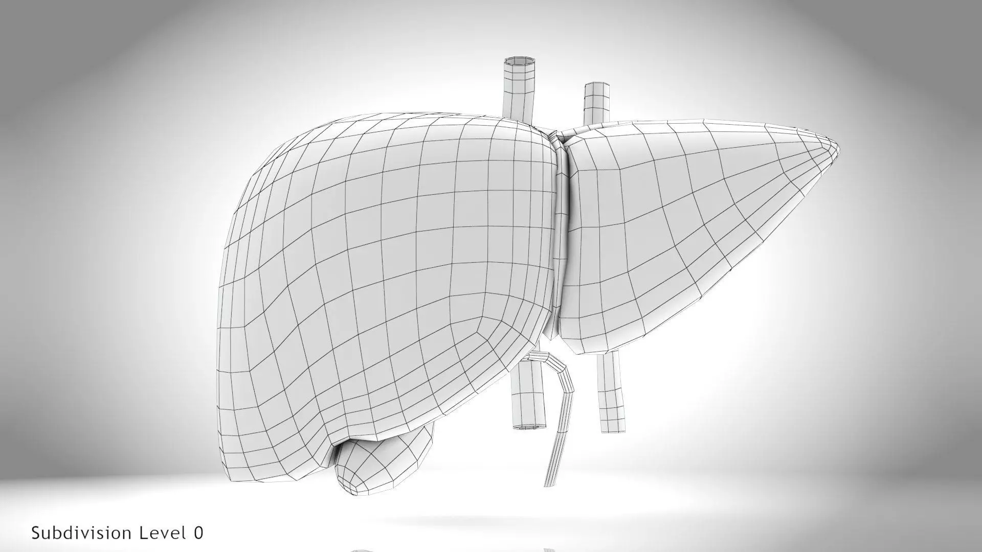 Healthy Liver 3D model_1