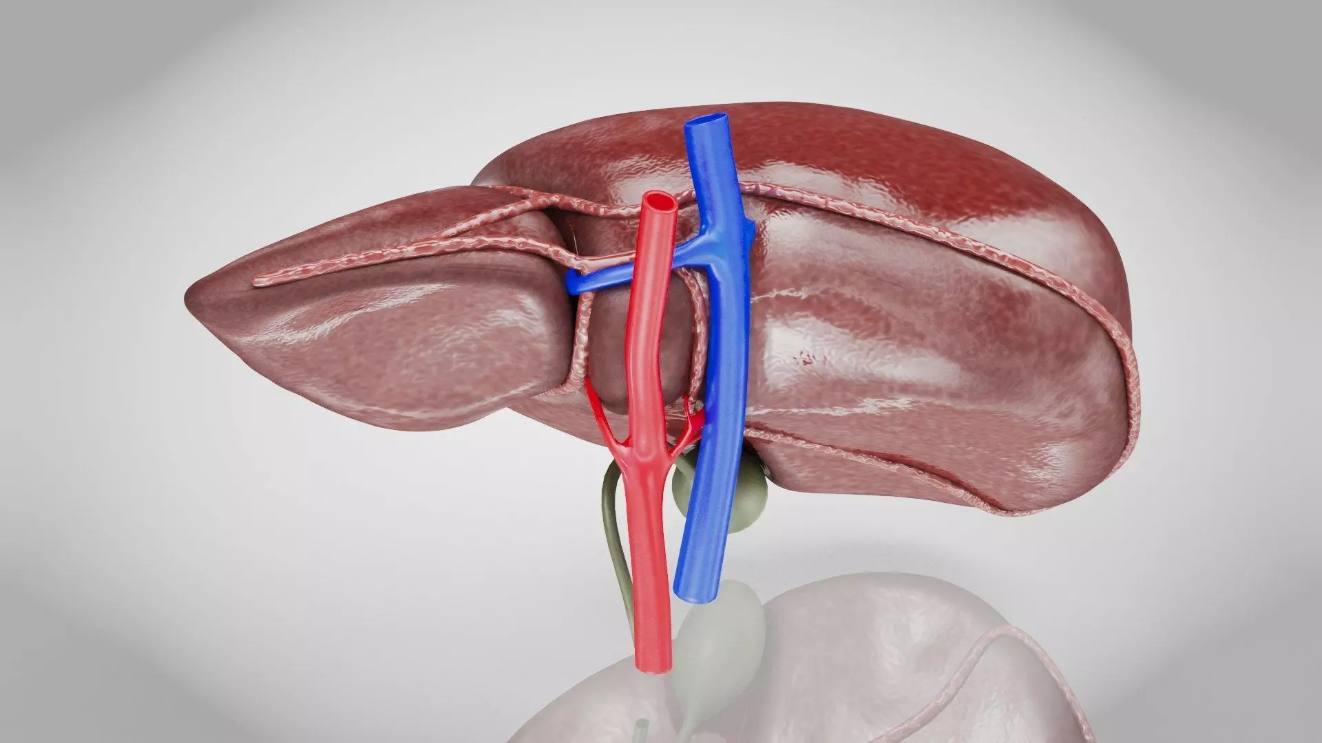 Healthy Liver 3D model_6