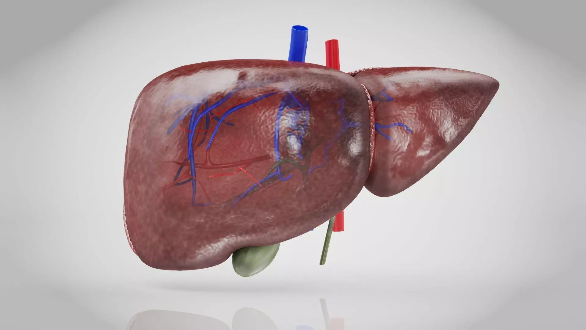 Healthy Liver 3D model_2