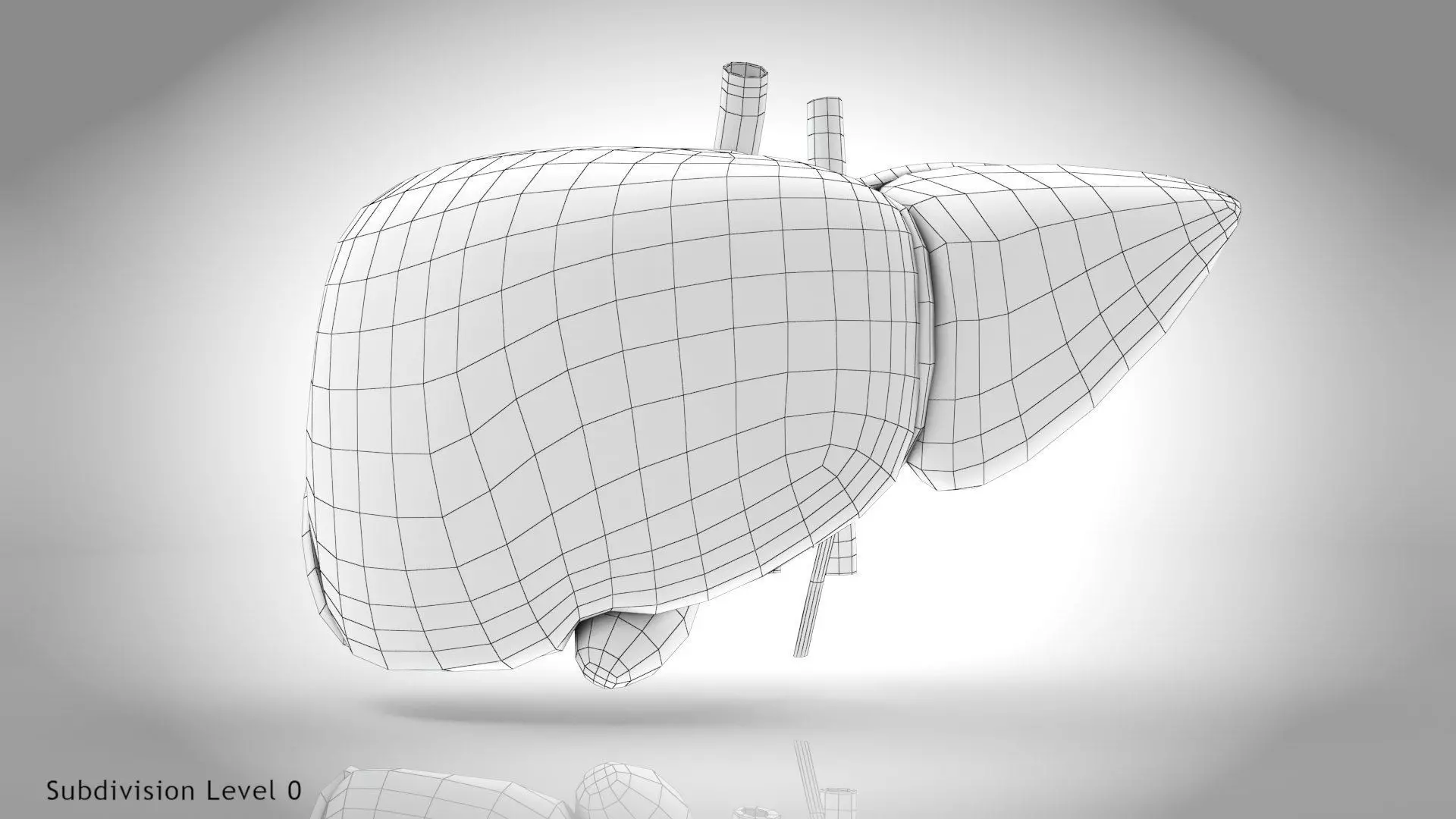 Healthy Liver 3D model_13