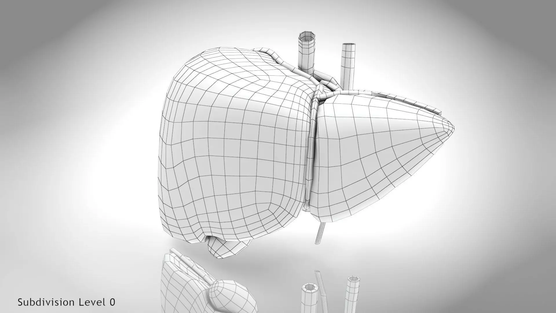 Healthy Liver 3D model_19