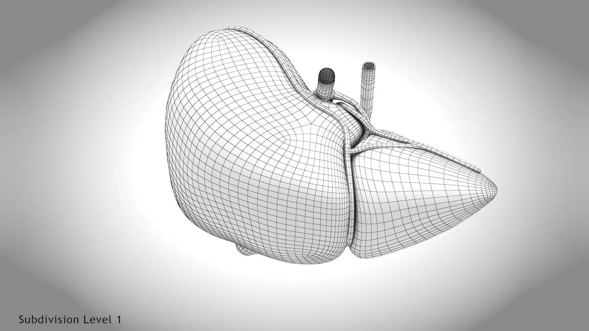 Healthy Liver 3D model_22