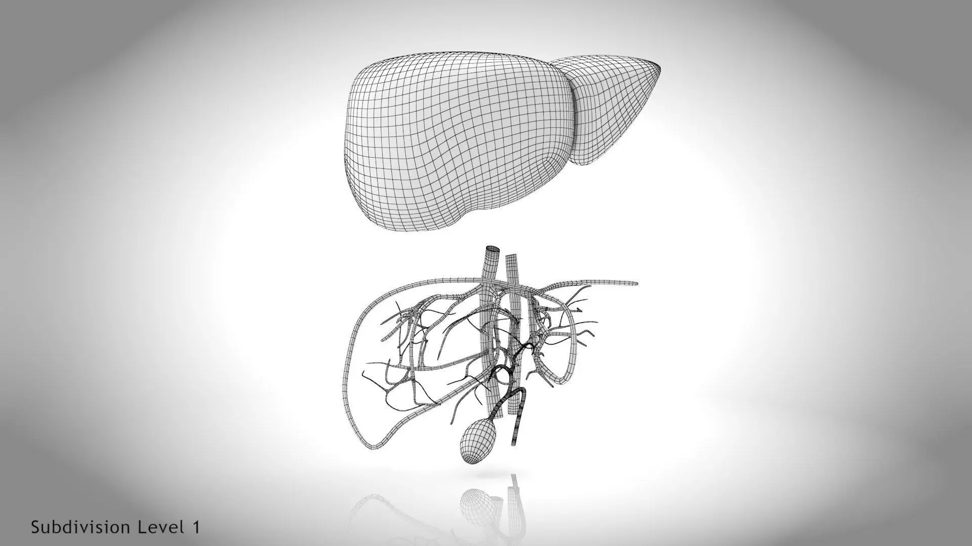 Healthy Liver 3D model_27