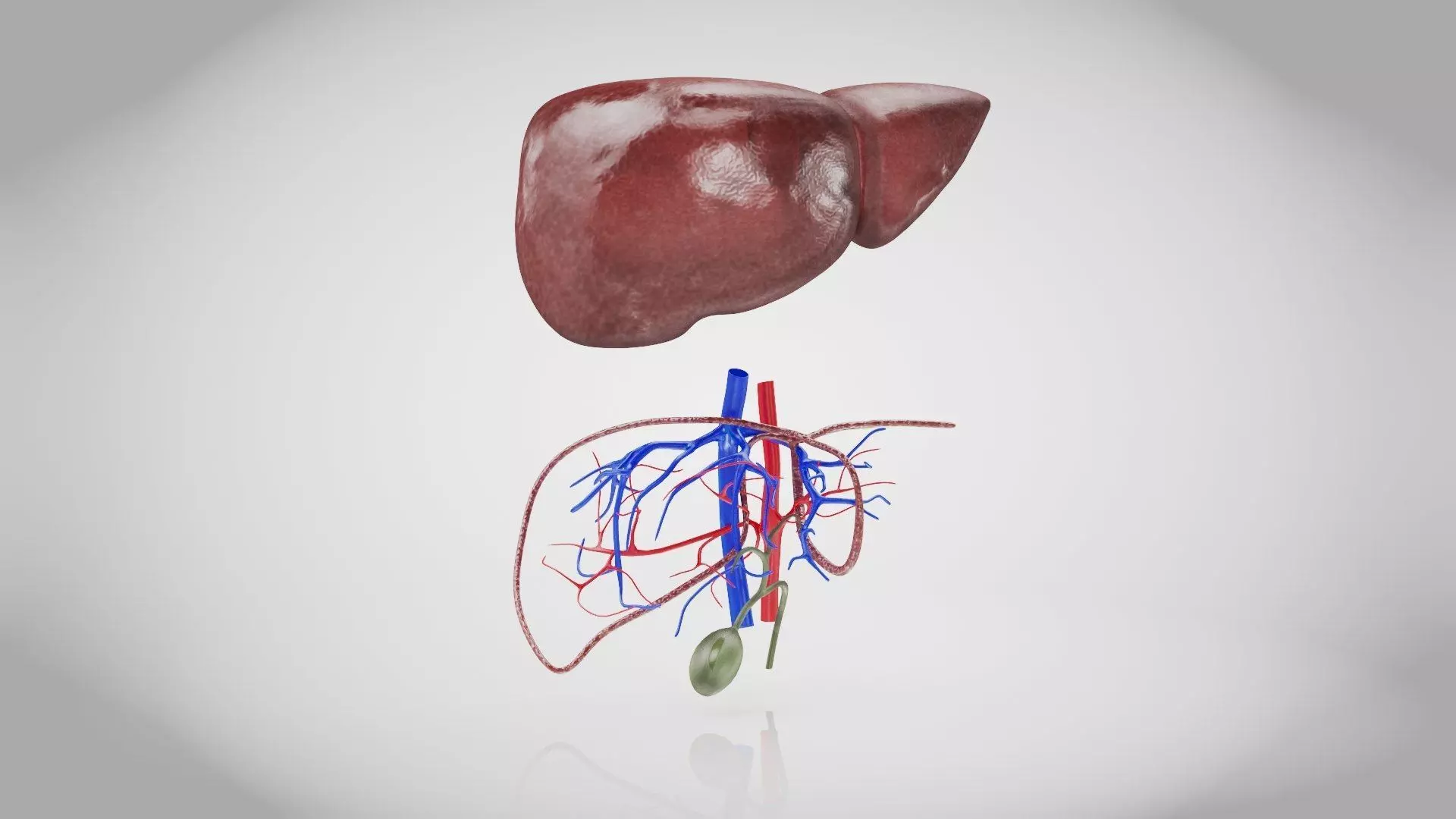 Healthy Liver 3D model_15