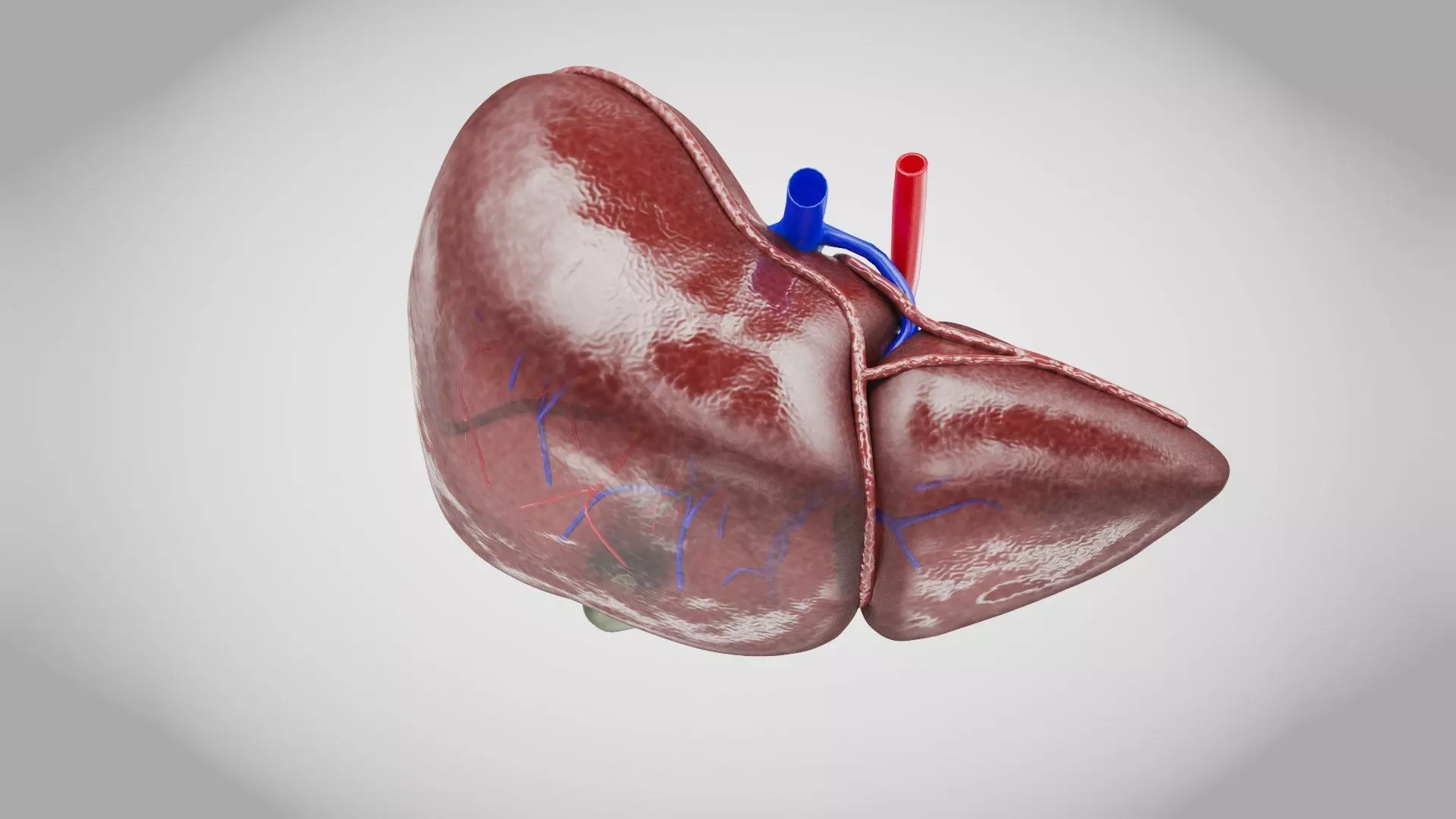 Healthy Liver 3D model_10