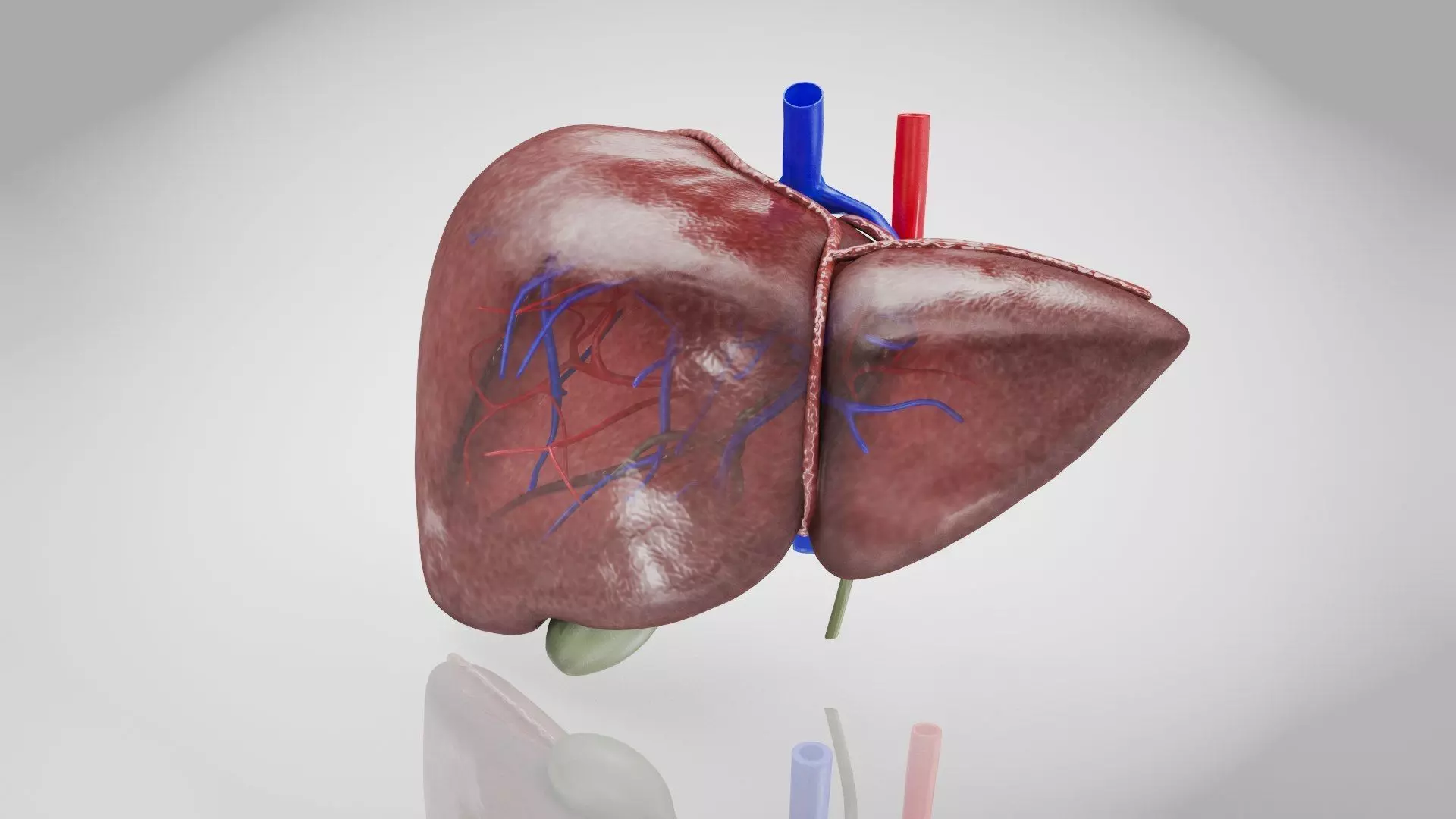 Healthy Liver 3D model_4