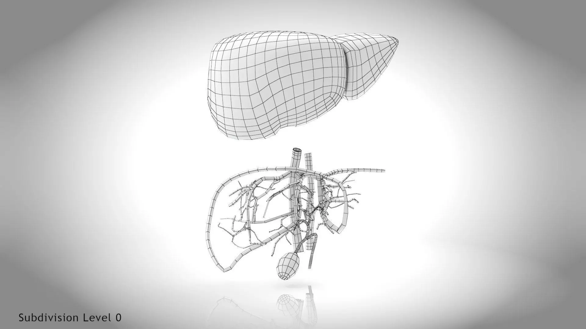Healthy Liver 3D model_26