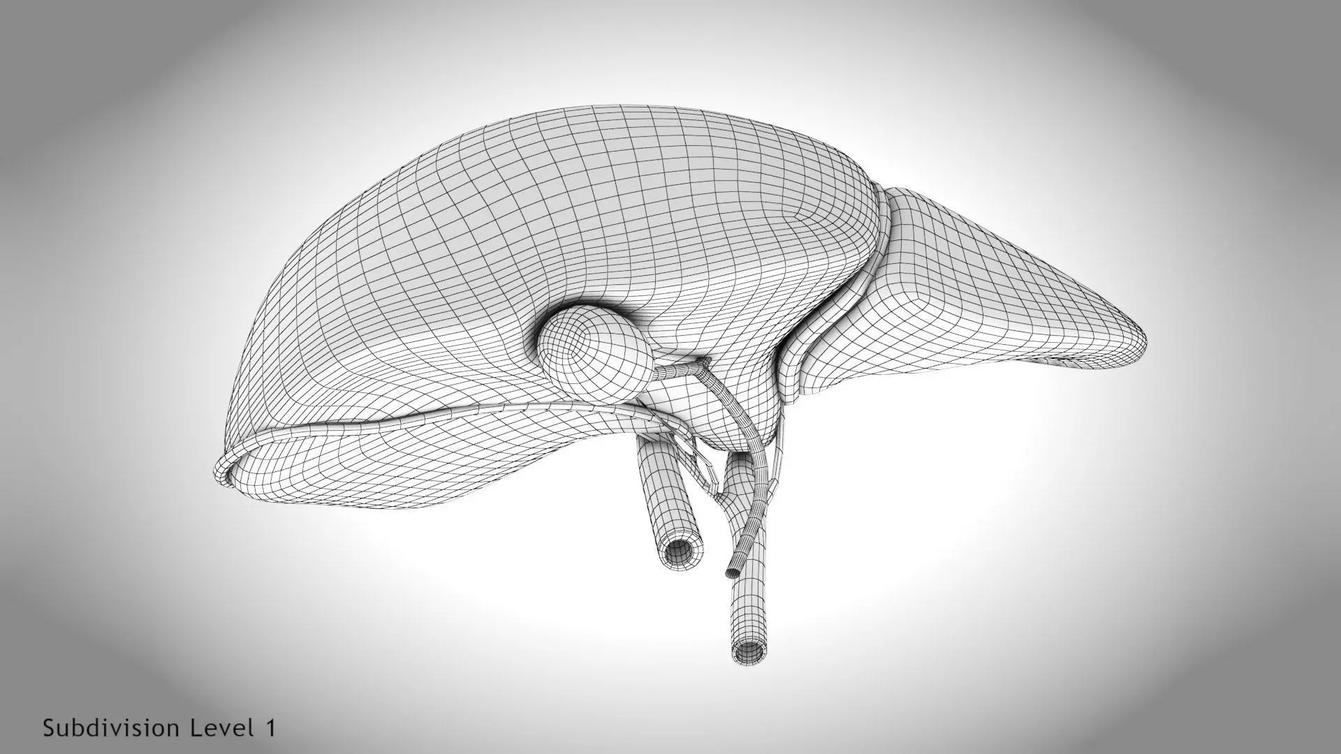 Healthy Liver 3D model_9