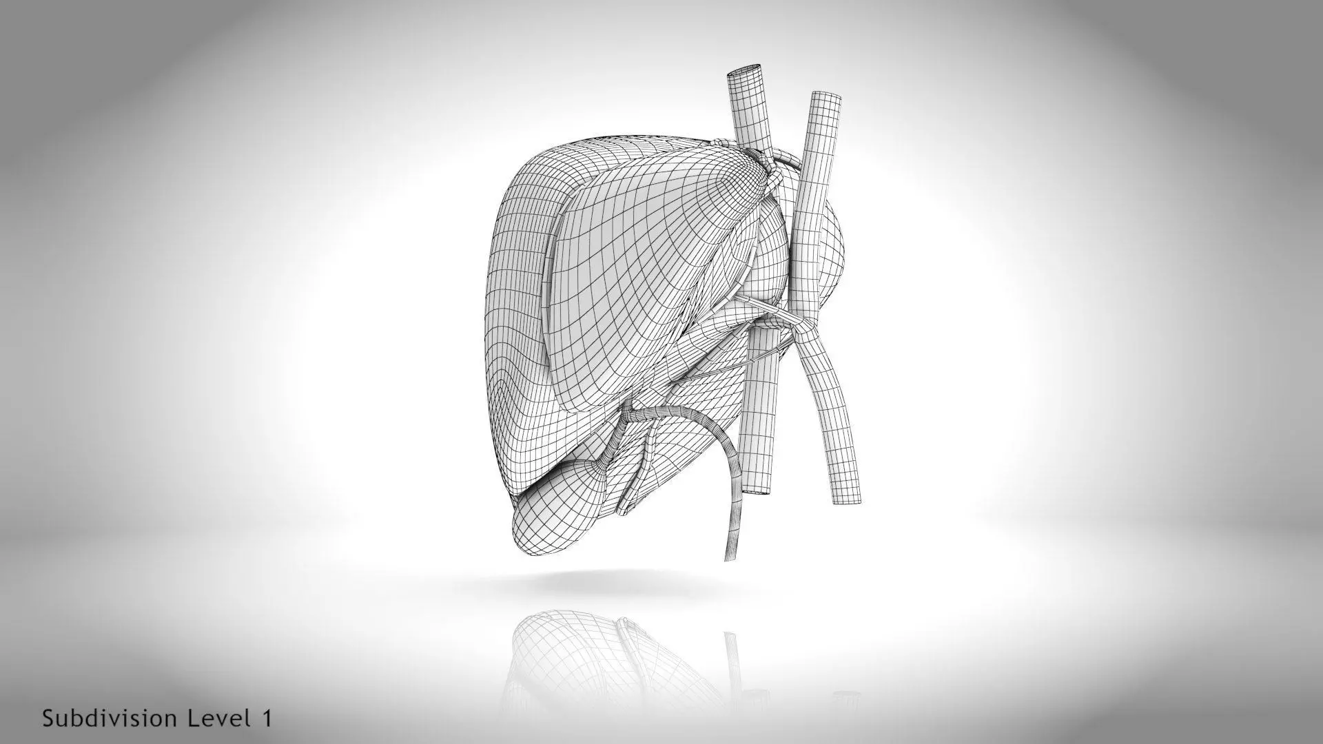 Healthy Liver 3D model_25