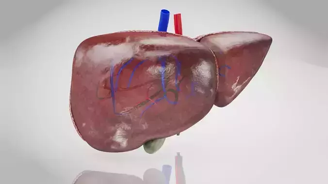 Healthy Liver 3D model