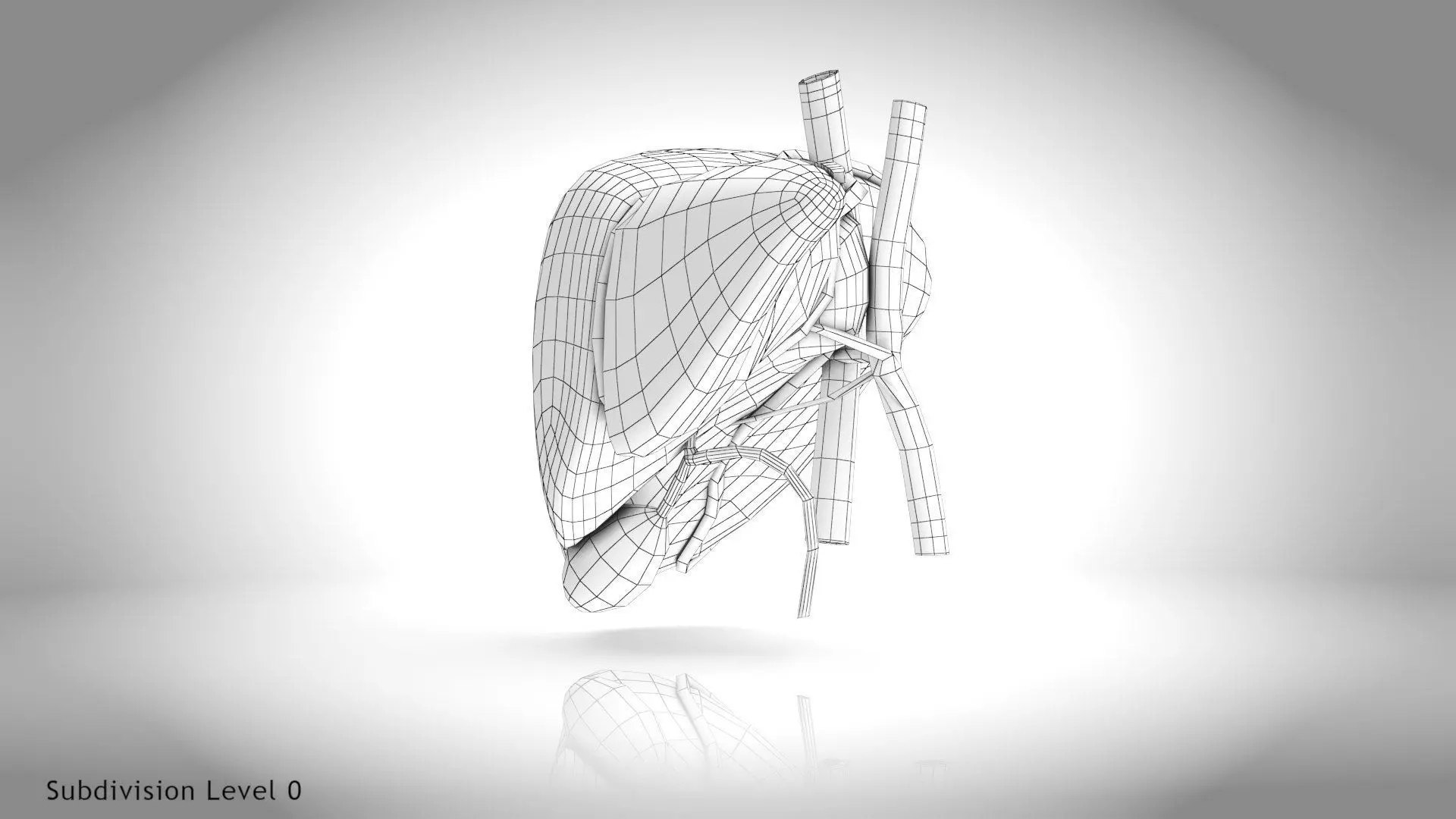 Healthy Liver 3D model_24