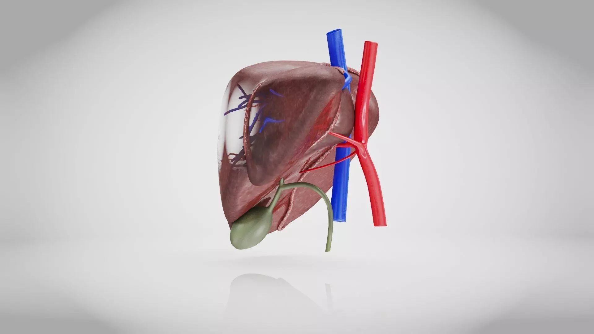 Healthy Liver 3D model_14