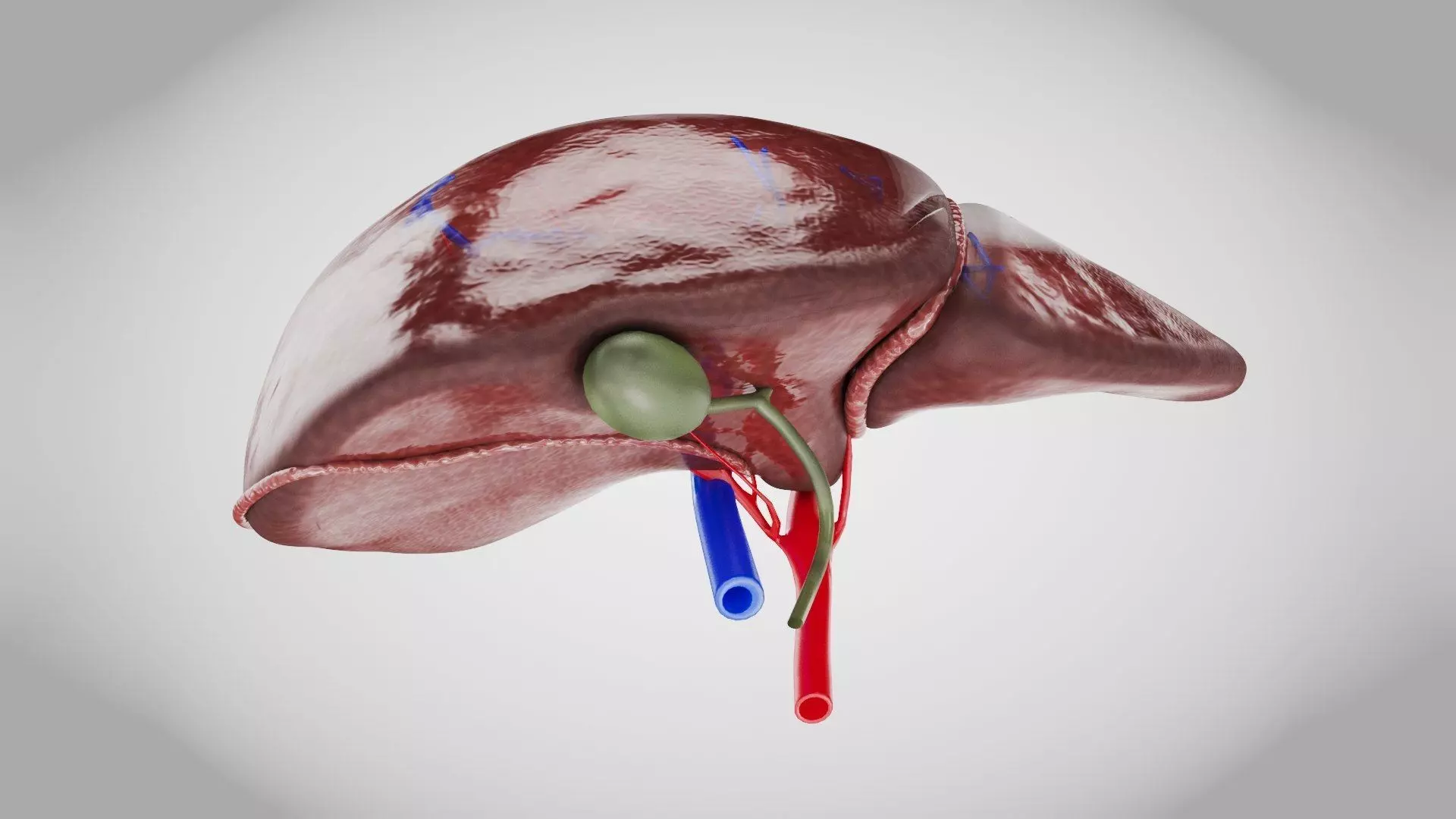 Healthy Liver 3D model_8