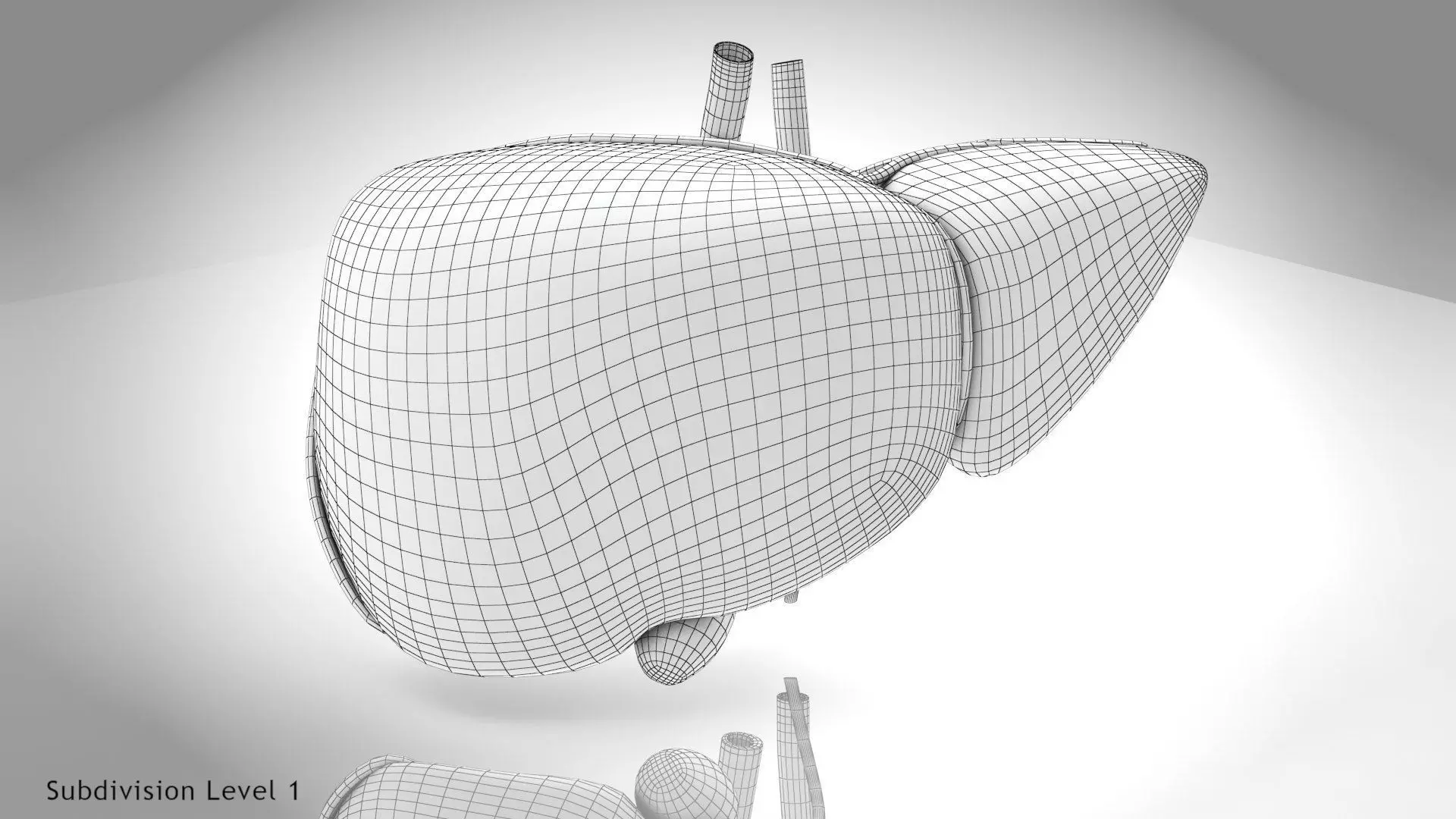 Healthy Liver 3D model_17