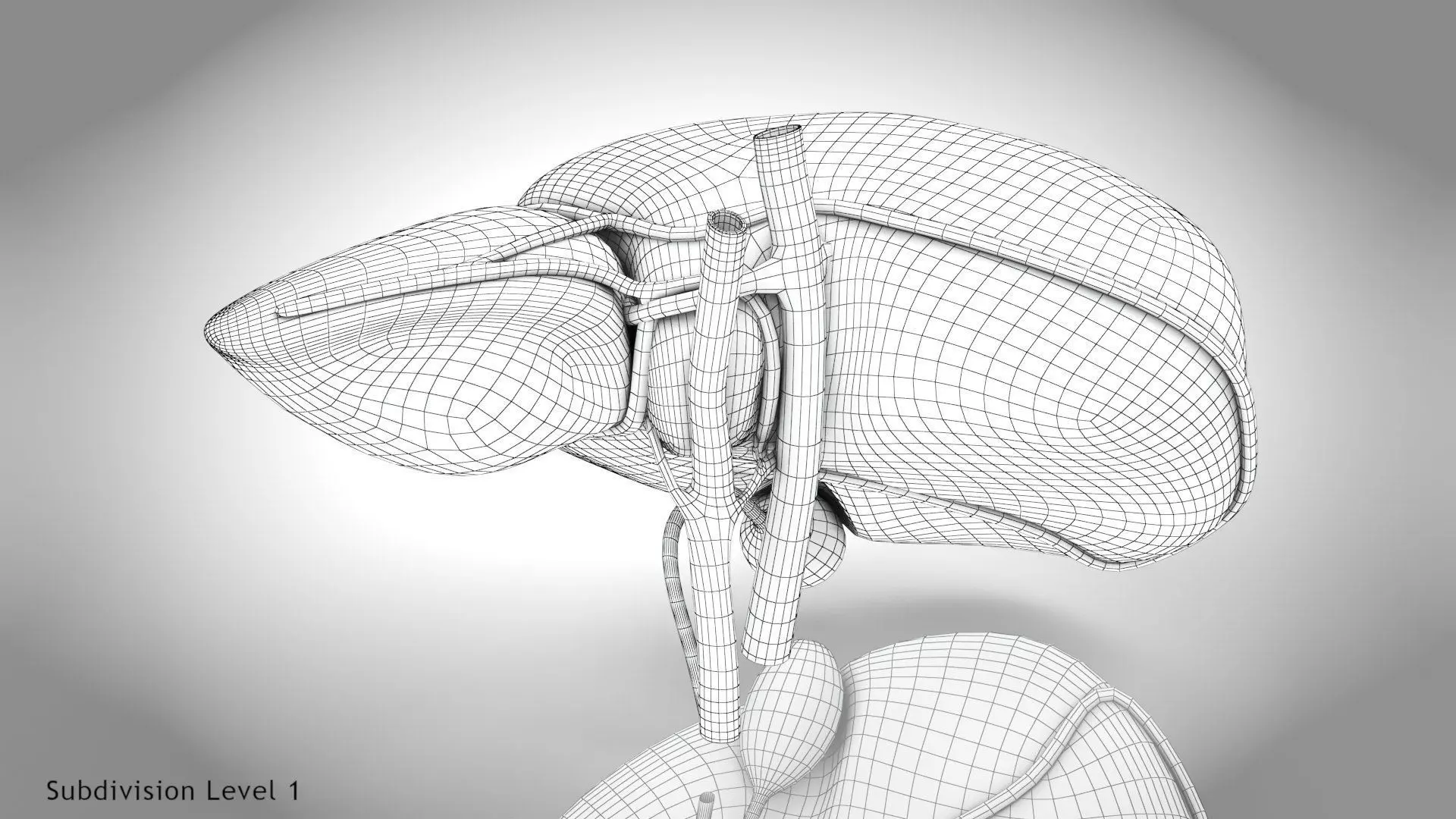 Healthy Liver 3D model_20