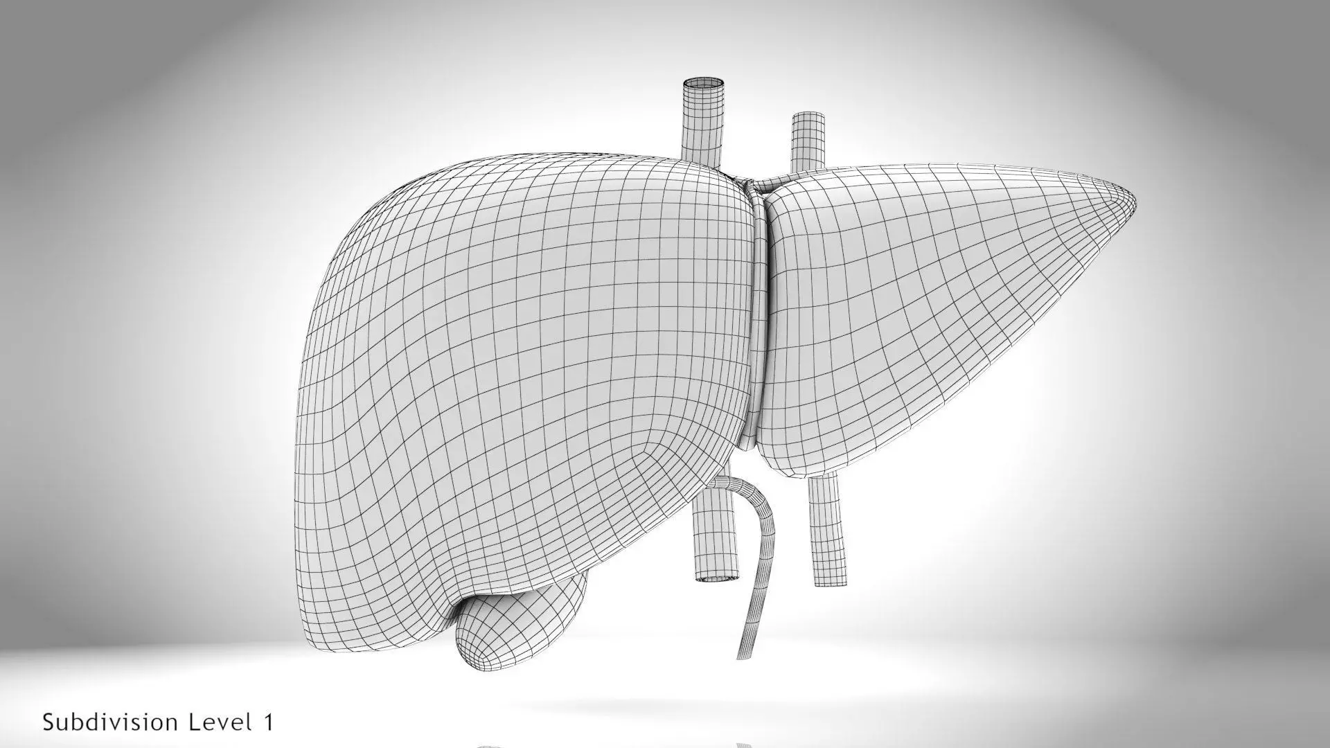 Healthy Liver 3D model_23